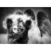 Camel Black and White Art Blank Greeting Card