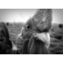 Chicken Black and White Art Blank Greeting Card