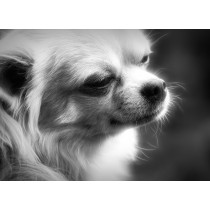 Chihuahua Black and White Blank Greeting Card