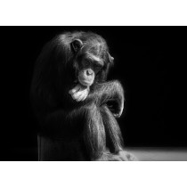 Chimpanzee Black and White Blank Greeting Card