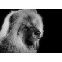 Chow Chow Black and White Art Blank Greeting Card
