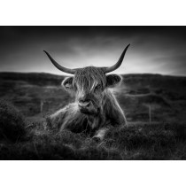 Cow Black and White Art Blank Greeting Card