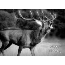 Deer Stag Black and White Art Birthday Card