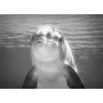 Dolphin Black and White Art Blank Greeting Card