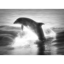 Dolphin Black and White Blank Greeting Card