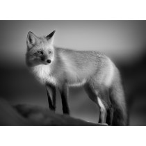 Fox Black and White Blank Greeting Card