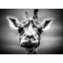Giraffe Black and White Art Blank Greeting Card