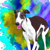 Greyhound Dog Splash Art Cartoon Square Blank Card