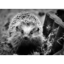 Hedgehog Black and White Art Blank Greeting Card