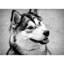 Husky Black and White Blank Greeting Card