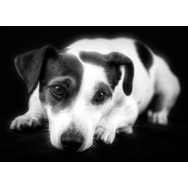 Jack Russell Black and White Blank Greeting Card
