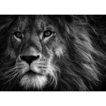 Lion Black and White Art Blank Greeting Card