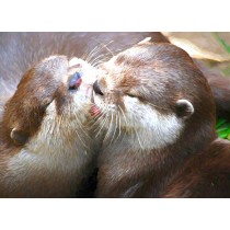 Otter Art Blank Greeting Card