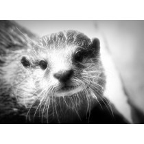 Otter Black and White Art Blank Greeting Card