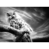 Owl Black and White Blank Greeting Card