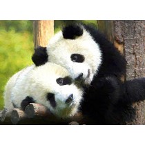 Panda Art Blank Greeting Card