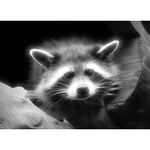 Raccoon Black and White Art Blank Greeting Card