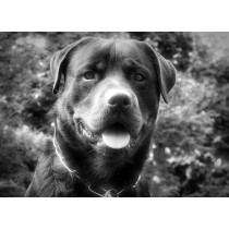 Rottweiler Black and White Art Blank Greeting Card