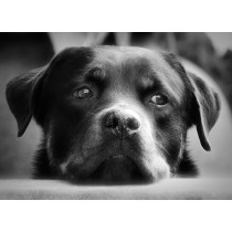 Rottweiler Black and White Blank Greeting Card