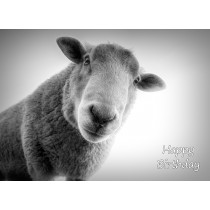 Sheep Black and White Birthday Card