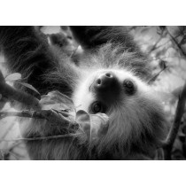 Sloth Black and White Art Blank Greeting Card
