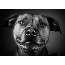 Staffordshire Bull Terrier Black and White Art Blank Greeting Card