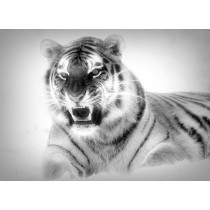 Tiger Black and White Blank Greeting Card