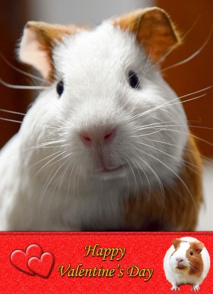 Guinea Pig Valentine's Day Card