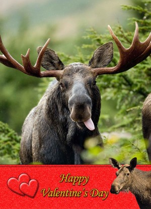 Moose Valentine's Day Card
