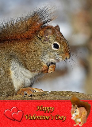 Squirrel Valentine's Day Card