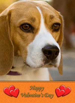 Beagle Valentine's Day Card