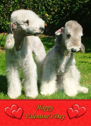 Bedlington Terrier Valentine's Day Card