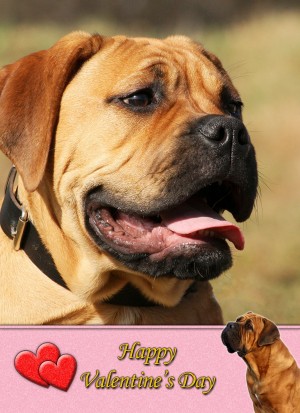 Bull Mastiff Valentine's Day Card