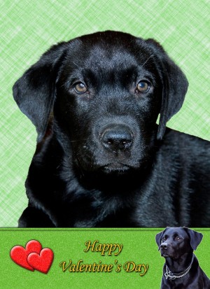 Black Labrador Valentine's Day Card