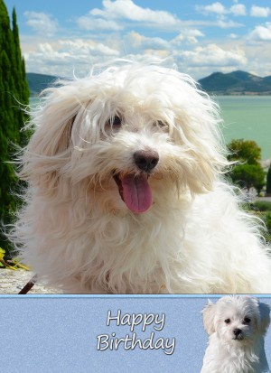Havanese Dog Birthday Card
