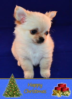 Chihuahua Christmas Card