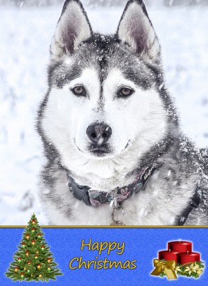 Husky christmas card