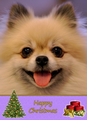 Pomeranian christmas card