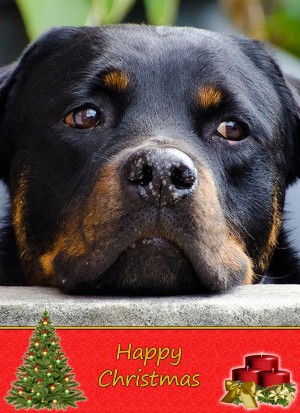 Rottweiler christmas card