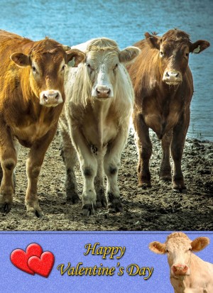 Cow Valentine's Day Card