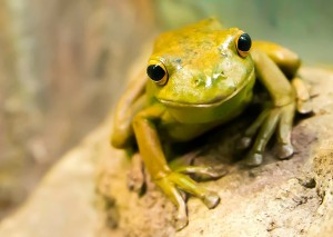 Frog Greeting Card