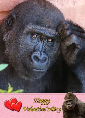 Gorilla Valentine's Day Card