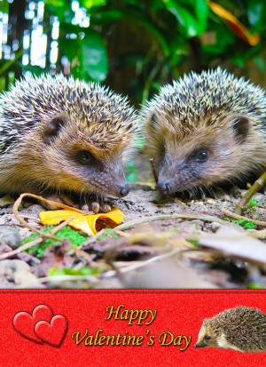 Hedgehog Valentine's Day Card