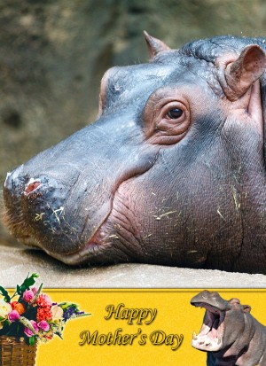 Hippo Mother's Day Card