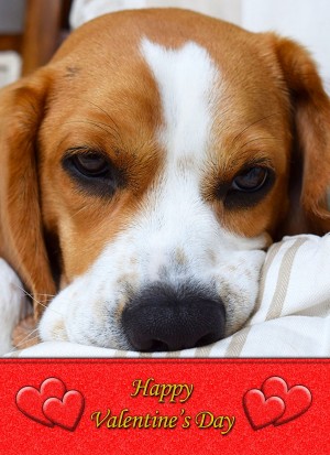 Beagle Valentine's Day Card