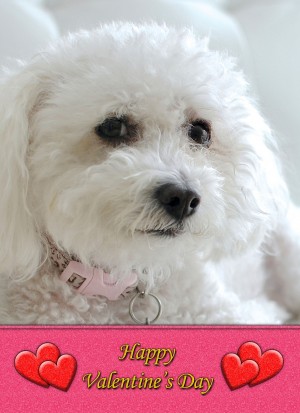 Bichon Frise Valentine's Day Card