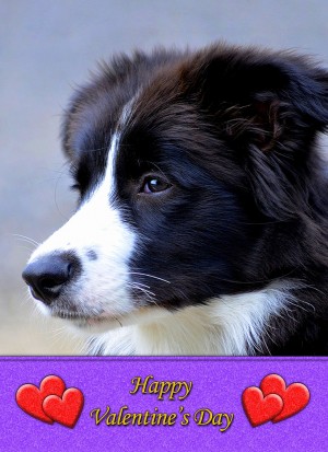 Border Collie Valentine's Day Card