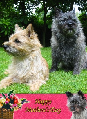 Cairn Terrier Mother's Day Card