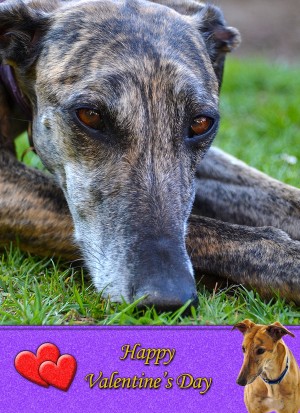Greyhound Valentine's Day Card