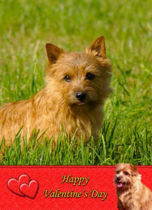 Norfolk Terrier Valentine's Day Card